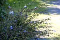 asters saanich Peninsula Sidney BC