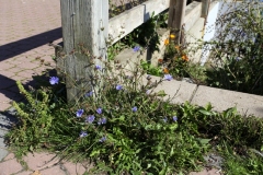 Sidney Pier asters september saanich Peninsula Sidney BC