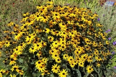 Sidney September flowers saanich Peninsula Sidney BC