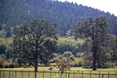 Victoria Airport Farm Gary Oaks saanich Peninsula Sidney BC